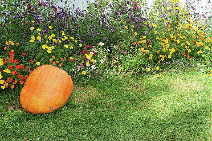 Pumpkin Photograph - Flower Garden with Pumpkin 2 by Aimee L Maher ALM GALLERY