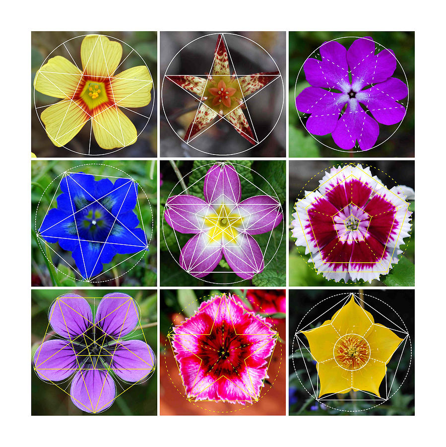 Flower Geometry Sacred Geometry Art Patterns in Nature Digital Art by Dean Marston