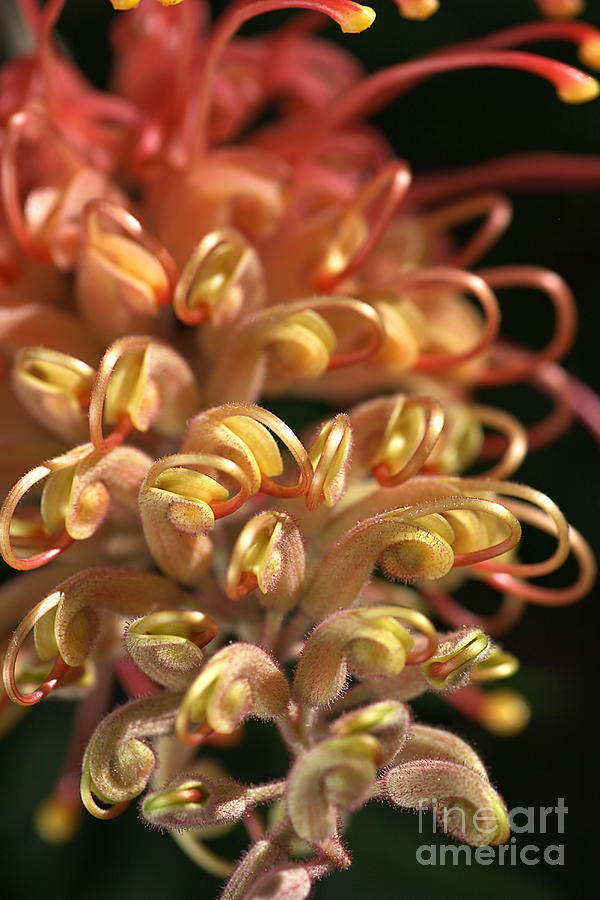 Flower-grevillea-superb Photograph by Joy Watson