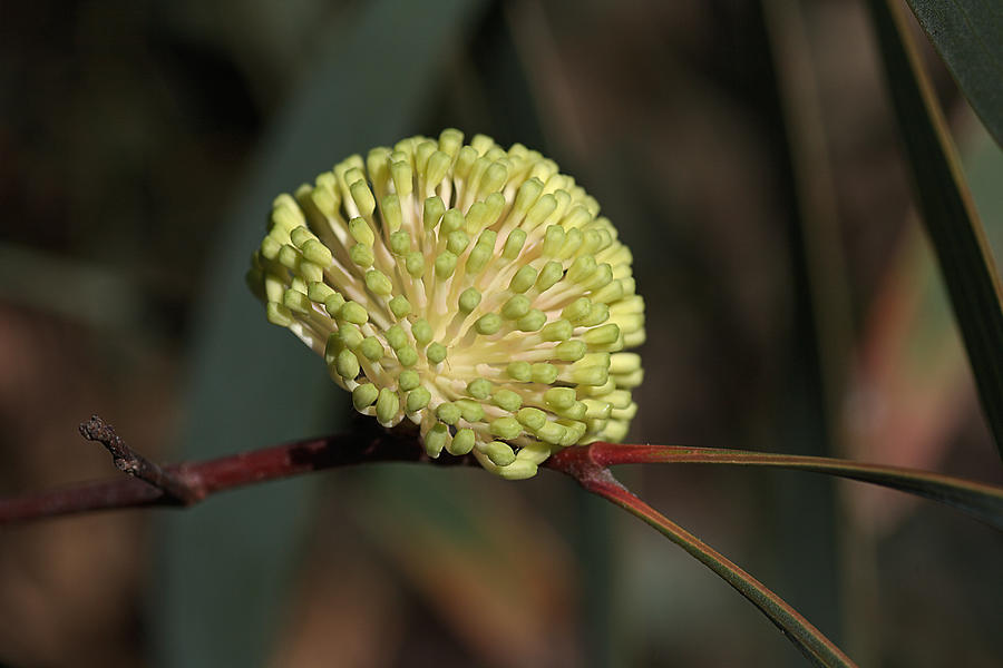 Nature Photograph - Flower-hakea-australian-native by Joy Watson