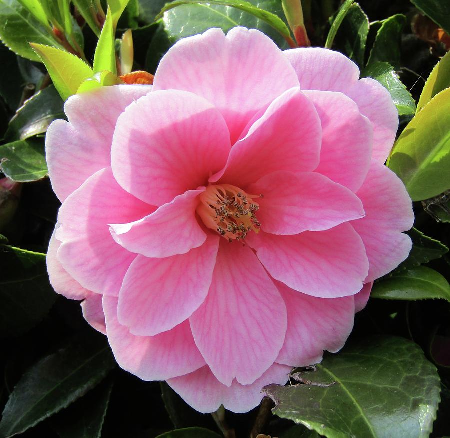 Flower head-Pink Camelia  Photograph by Barbara Magor
