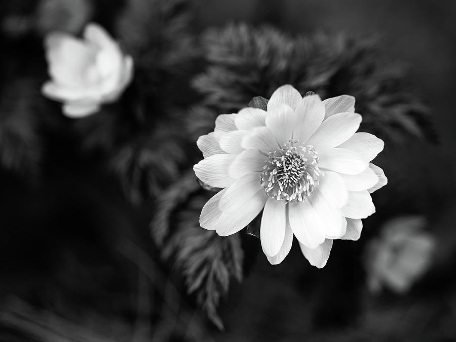 Flower I Photograph by Ana Luiza Cortez