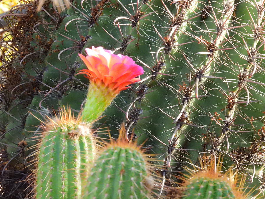 Tucson Photograph - Flower in December by Pat Goltz