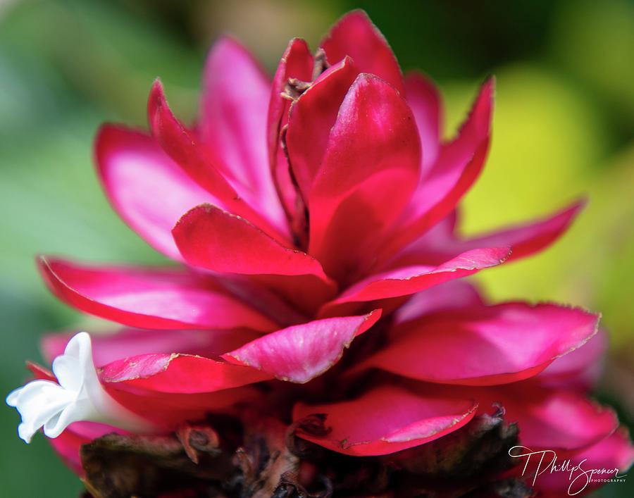 Flower in Flower Photograph by T Phillip Spencer