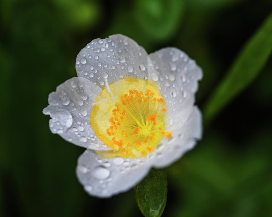 Flower in rain Photograph by Vishwanath Bhat