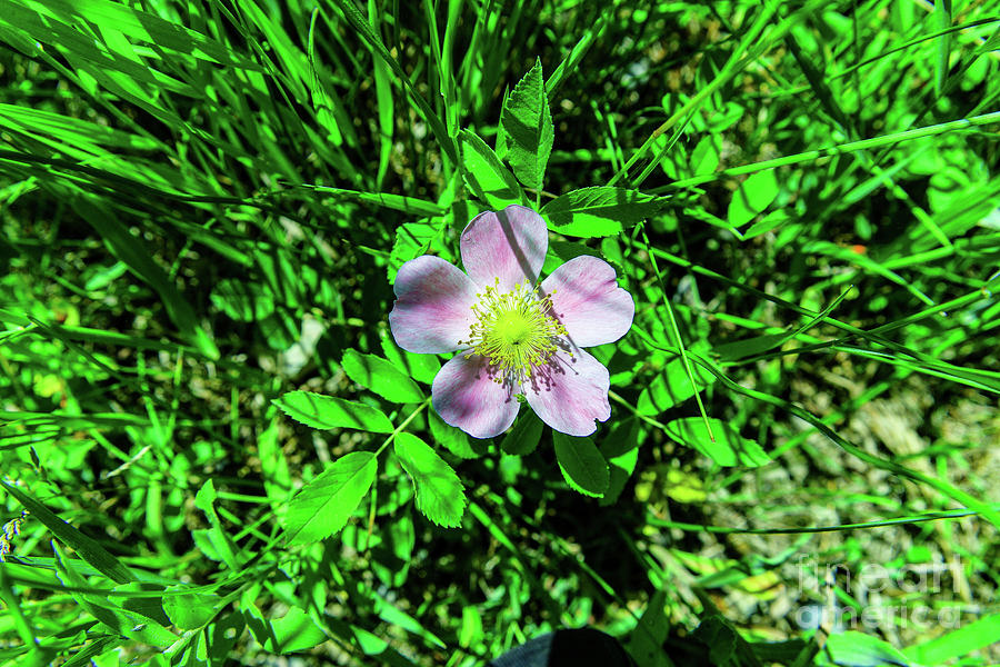 Flower Photograph - Flower In The Grass by Jeff Swan Flower Photograph - Flower In The Grass by Jeff Swan