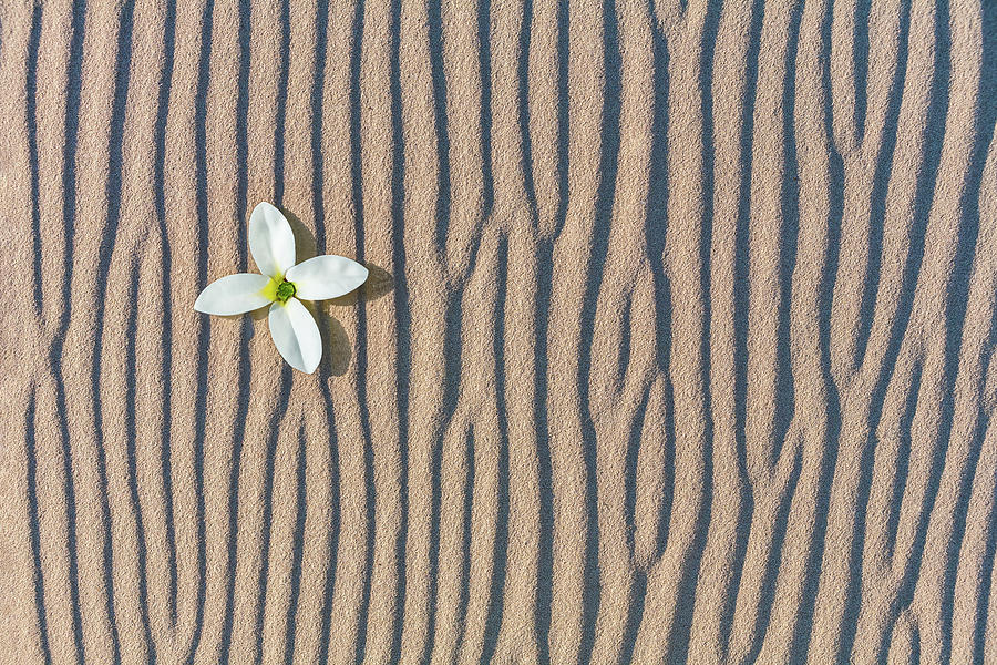 Flower in the Sand 606 Photograph by Dan Carmichael