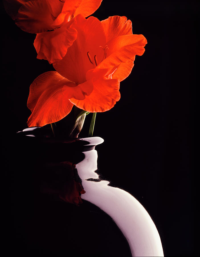 Flower in vase Photograph by David L Moore