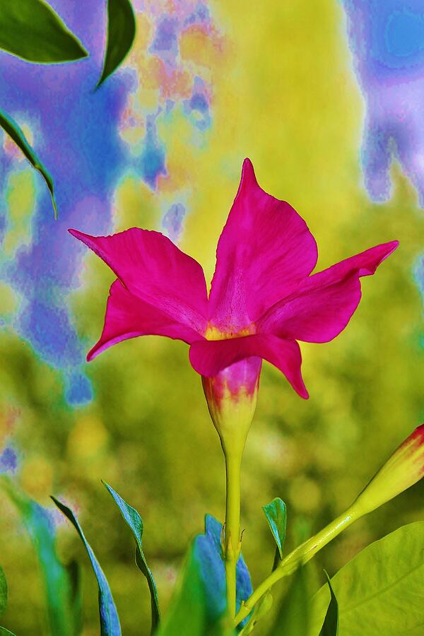 Flower Photograph by John Walsh Flower Photograph by John Walsh
