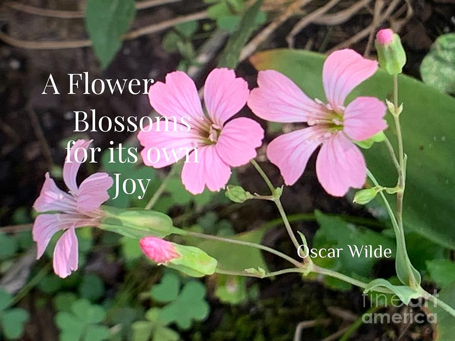 Flower Joy Photograph by Catherine Wilson
