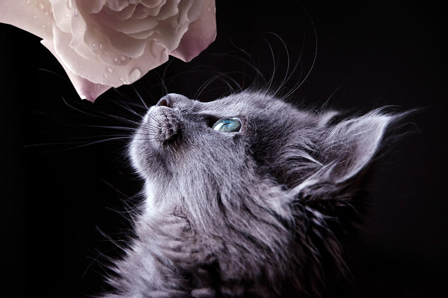Flower Kitten Photograph by Ally White