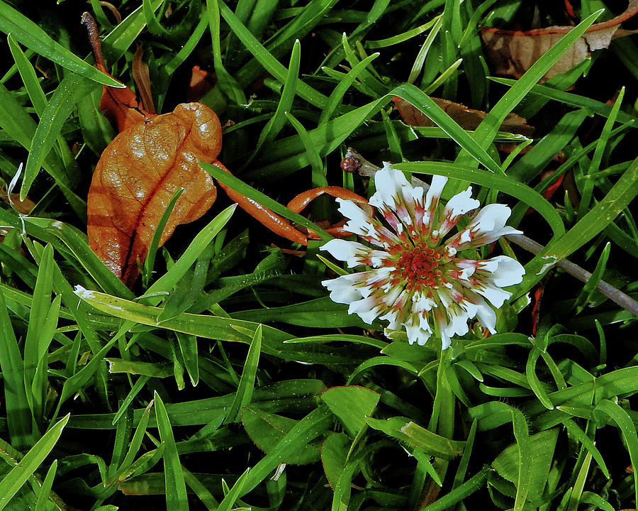 Flower Leaf and Grass Photograph by Andrew Lawrence