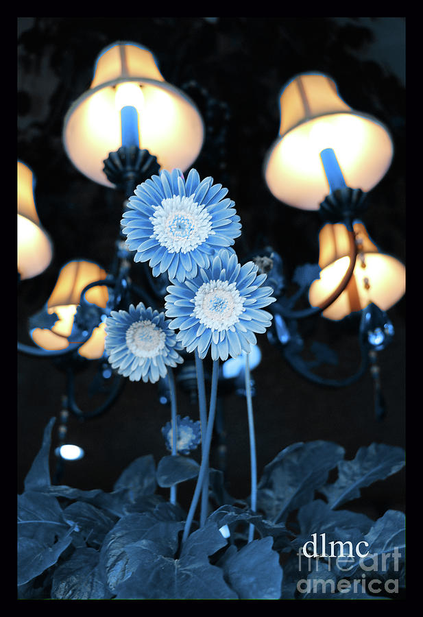 Flower Light Blue Photograph by Donna L Munro