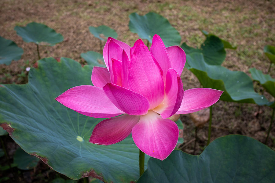 Flower, Lotus, Tawau Hills, Borneo, Malaysia Photograph by Vyacheslav Argenberg