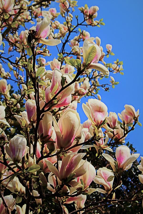 Flower Magnolia Photograph
