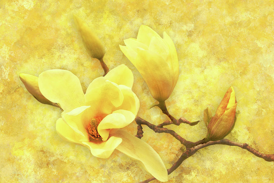 Flower - Magnolia - My dearest Elizabeth Photograph by Mike Savad