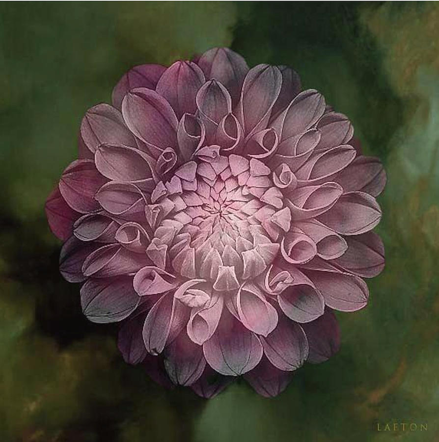 Flower Mandala Mask Digital Art by Richard Laeton