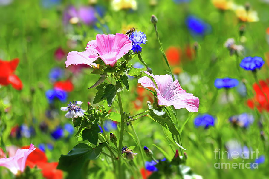 Flower Photograph - Flower meadow by Fotoping