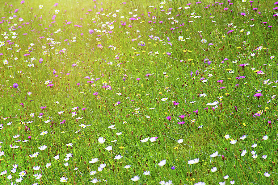 Flower meadow in sunlight Photograph by Bernhard Schaffer