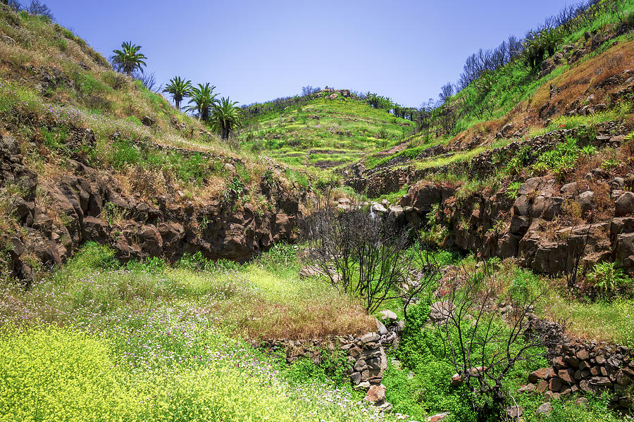 Flower Meadow On La Gomera Photograph