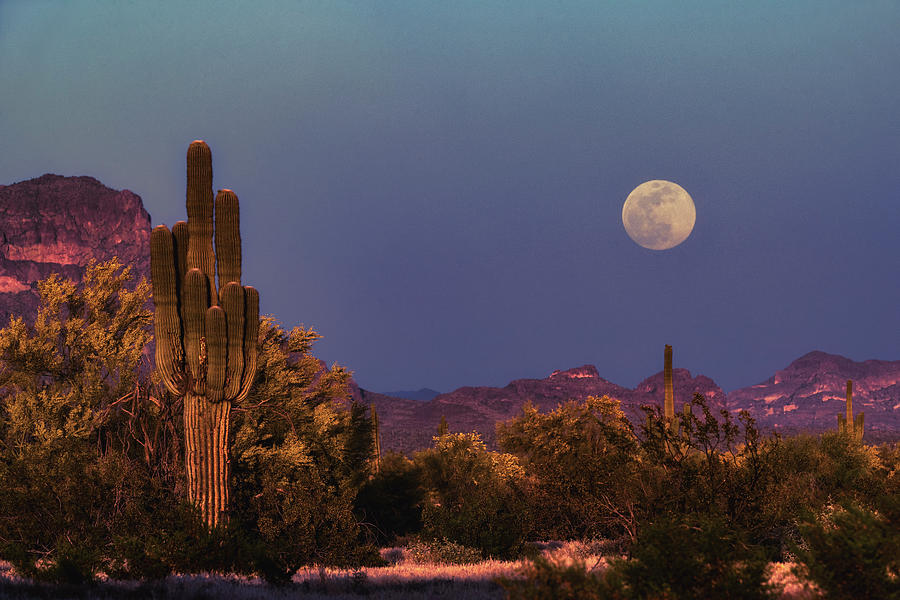 Flower Moon Rising Over The Sonoran Photograph by Saija Lehtonen