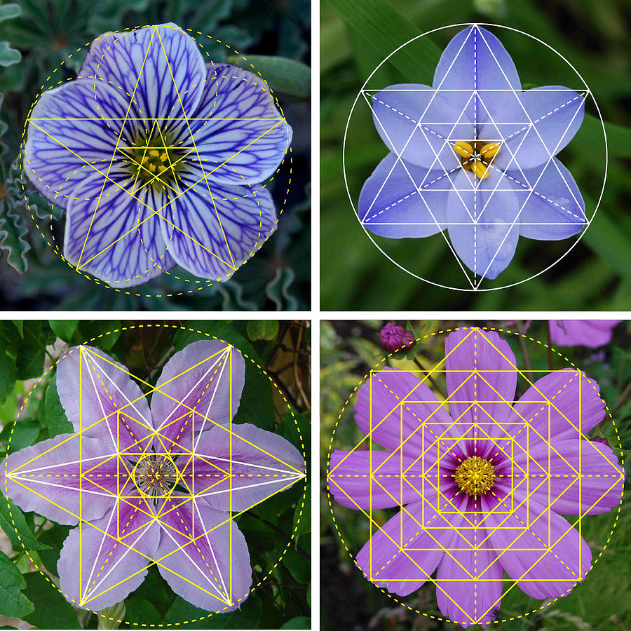 sacred geometry flower