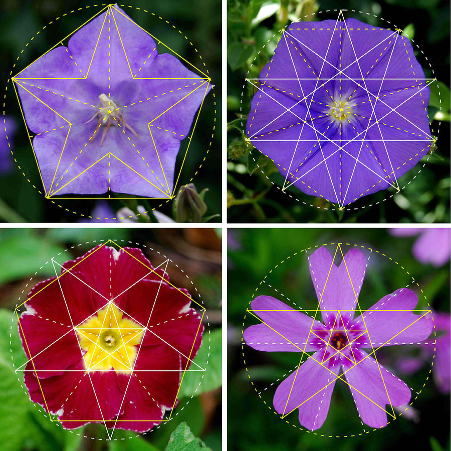 Flower Patterns Sacred Geometry Contemporary ArtFlower Nature Patterns Sacred Geometry Contem Photograph Dean Marston