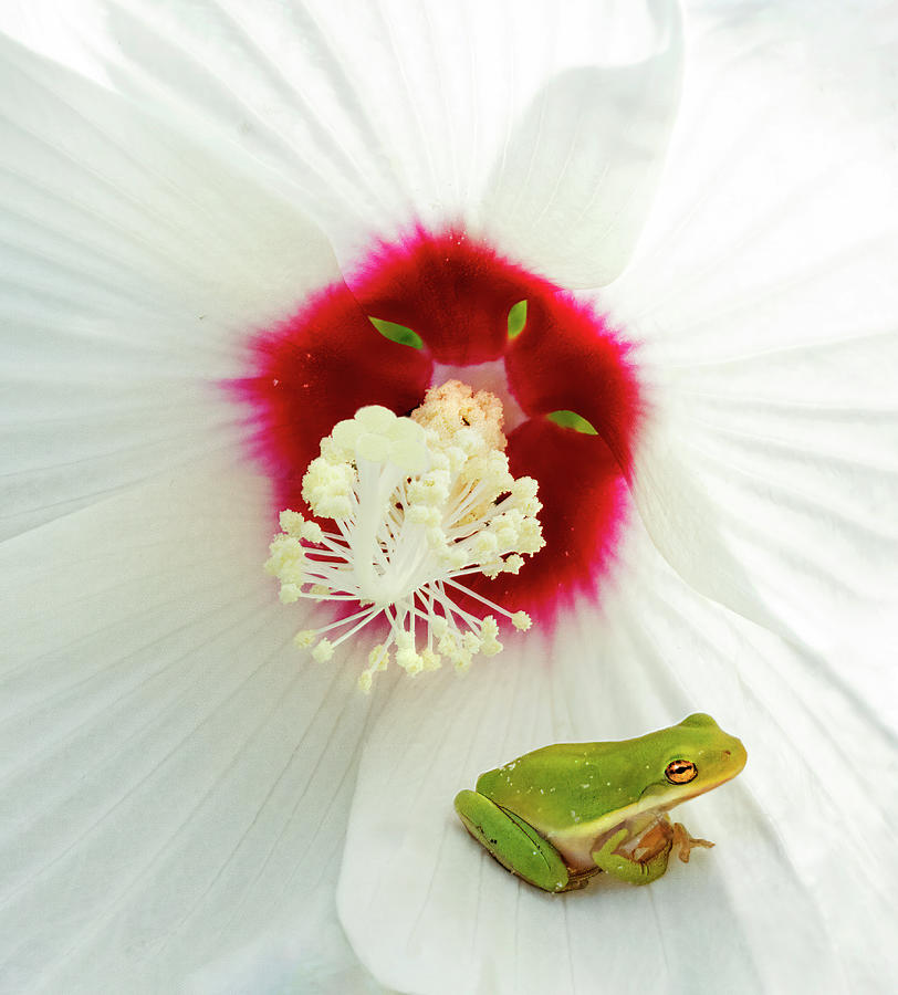 Flower Niche Photograph by Art Cole
