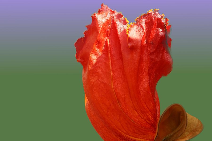 Flower of African Tulip Tree Photograph by Mingming Jiang