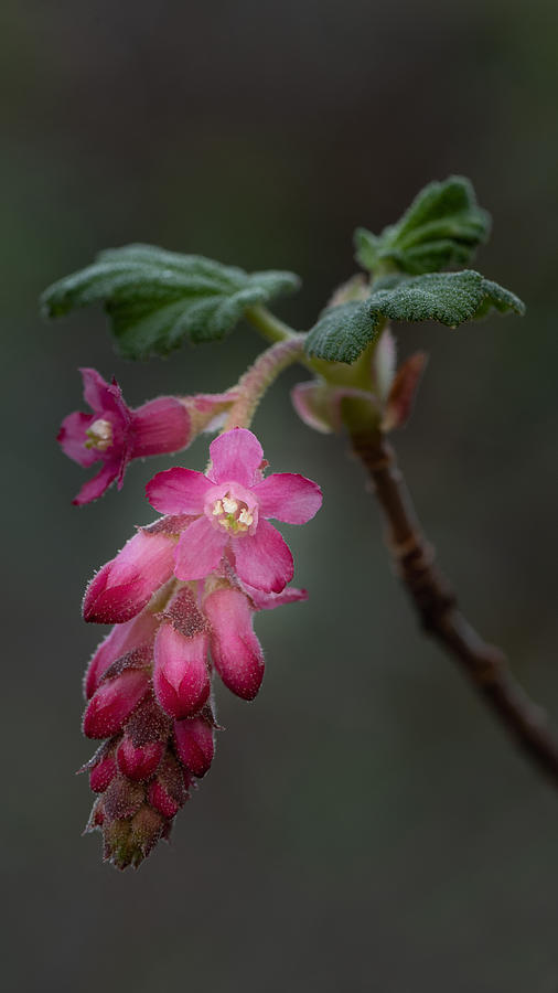 Flower of Chaparral Currant, Ribes malvaceum Photograph by Alessandra RC