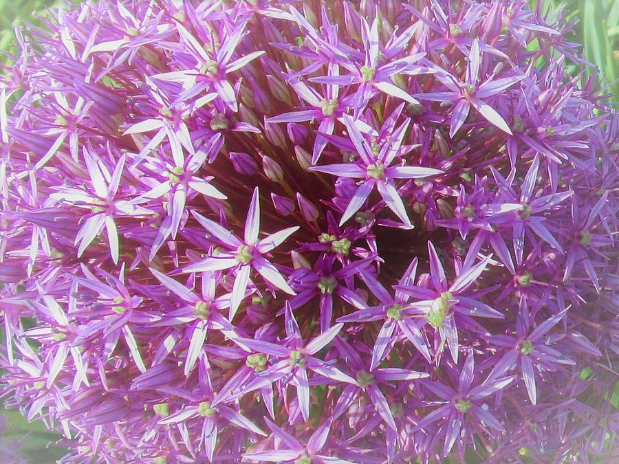 Flower Of Life Photograph by Sharon Ackley