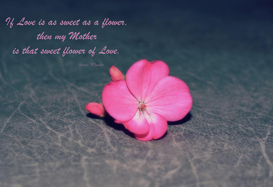 Flower of Love Photograph by Norma A Lahens