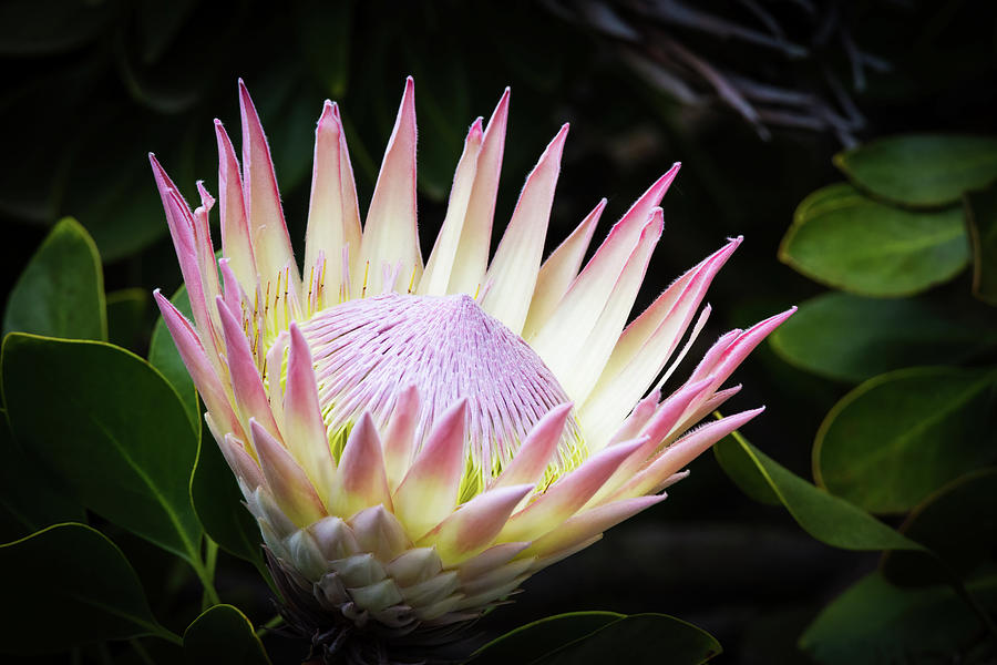 Flower of Protea grandiceps Light source Photograph by