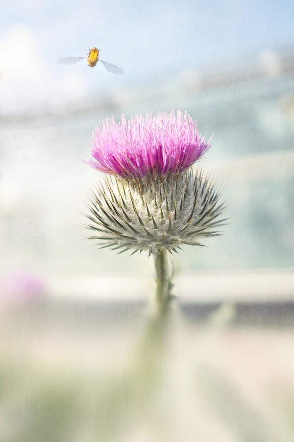 Flower of Scotland Photograph by Catherine MacBride