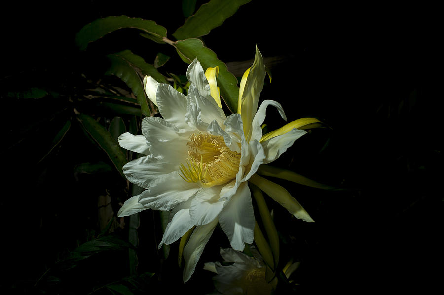 Flower of the Red Dragon Fruit (Hylocereus costaricensis) blooming at night. Photograph by Sheldon Levis
