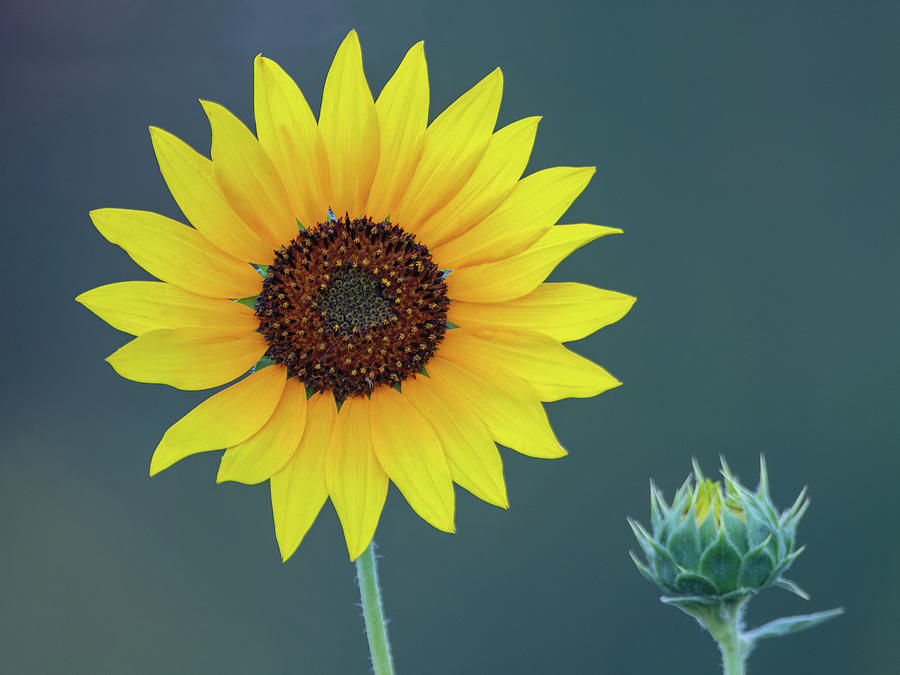 Flower Of The Sun Photograph by Kent Keller