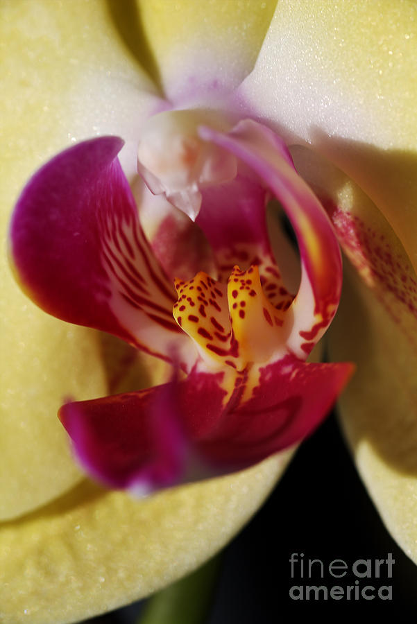 Nature Photograph - Flower-orchid-blushing by Joy Watson