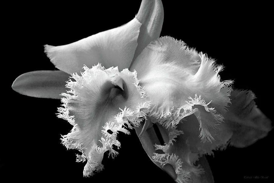 Flower - Orchid - Frilled to see you Photograph by Mike Savad