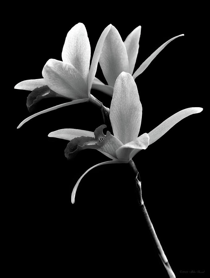 Flower - Orchid -  The Exquisite Beauty of Laelia Orchids BW Photograph by Mike Savad