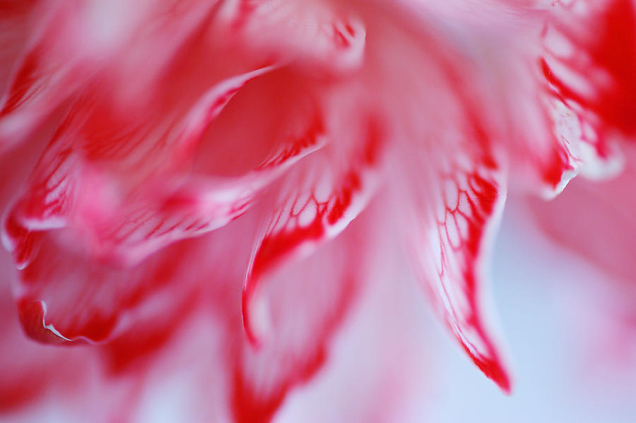 Flower Painted In Red 3 Photograph by Gregoria Gregoriou Crowe fine art and creative photography.