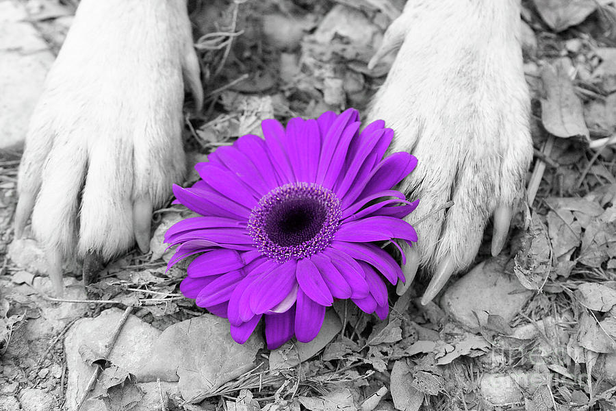 Flower PAWER-purple Photograph by Renee Spade Photography