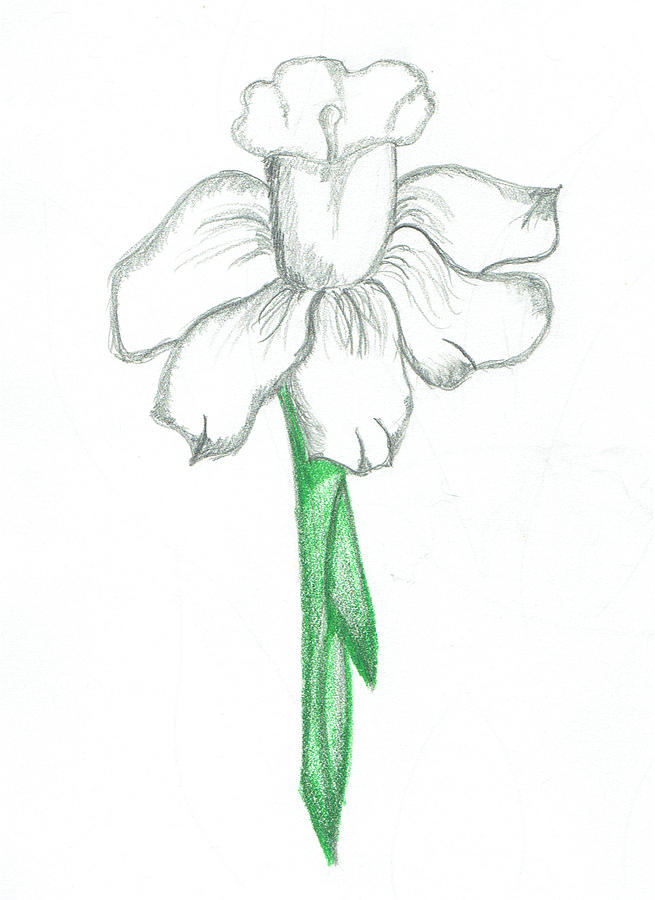 Another fantasy flower practice sesh, working in textures … | Flickr