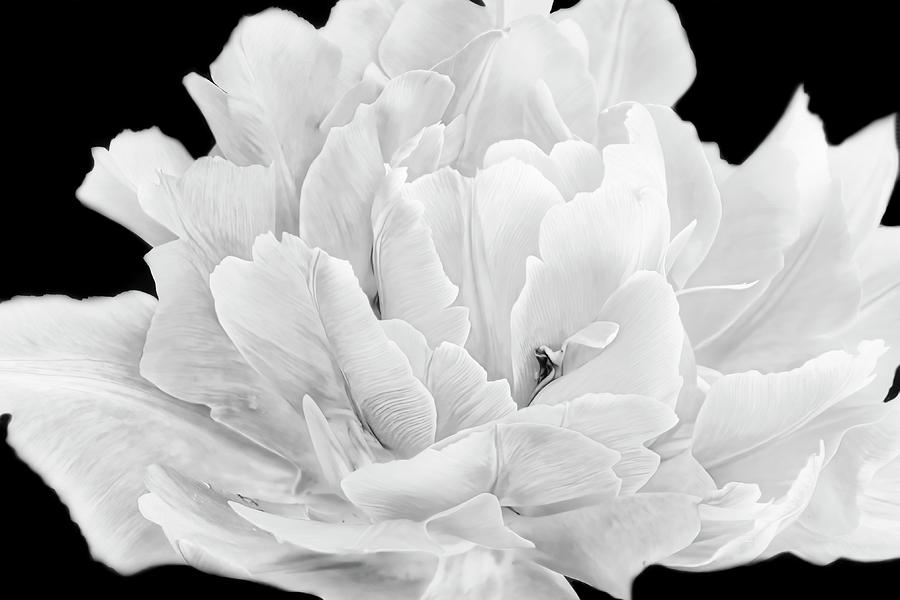 Flower Petals In Black And White Photograph by Ann Powell