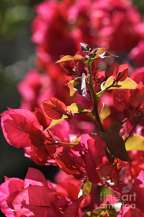 Nature Photograph - flower-pink-Bougainvillea by Joy Watson