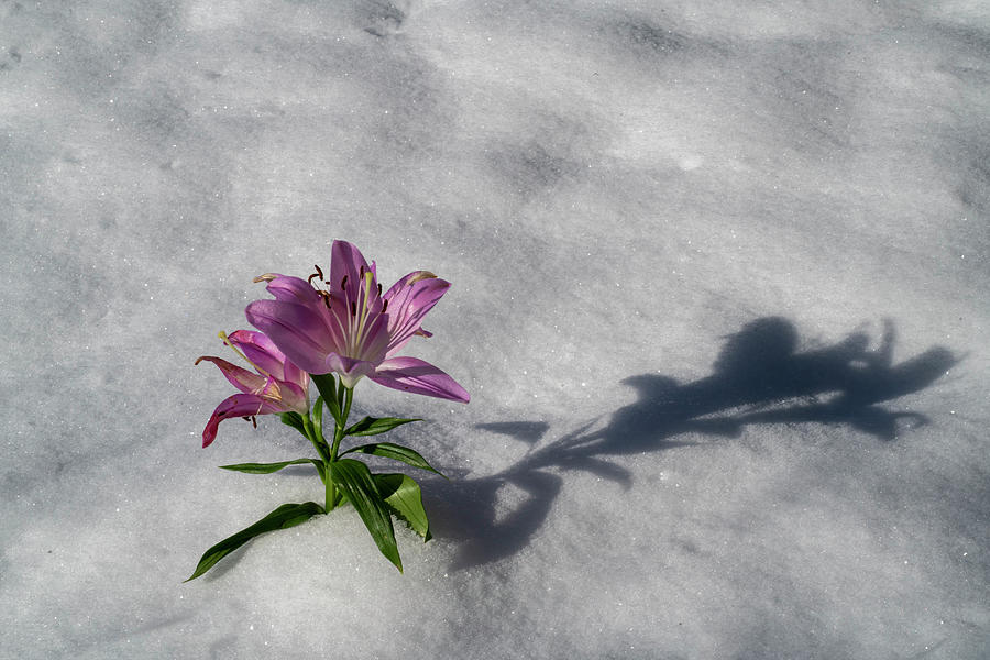 Flower planted in snow wrong time of the year Photograph by Dan Friend