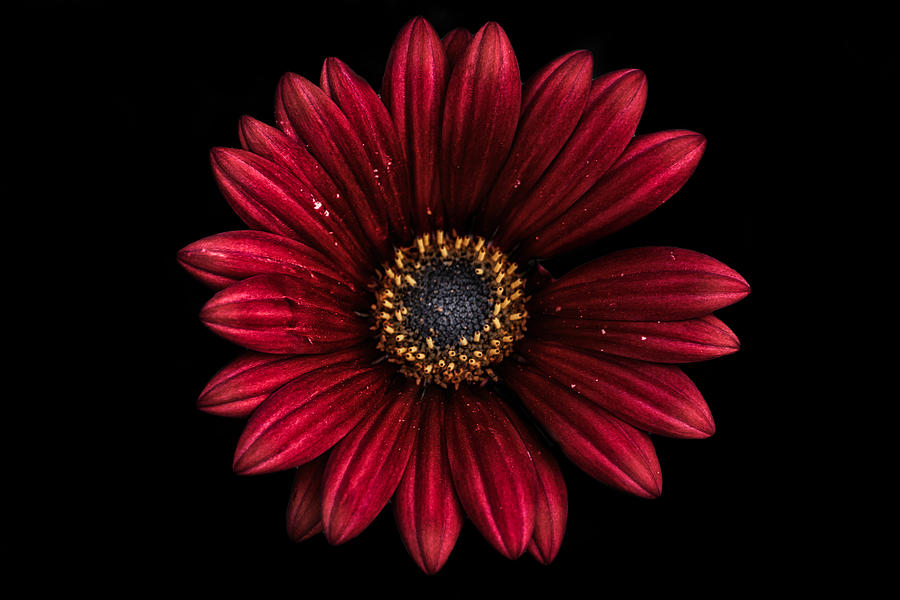 Flower Portrait Photograph by Carrie Hannigan