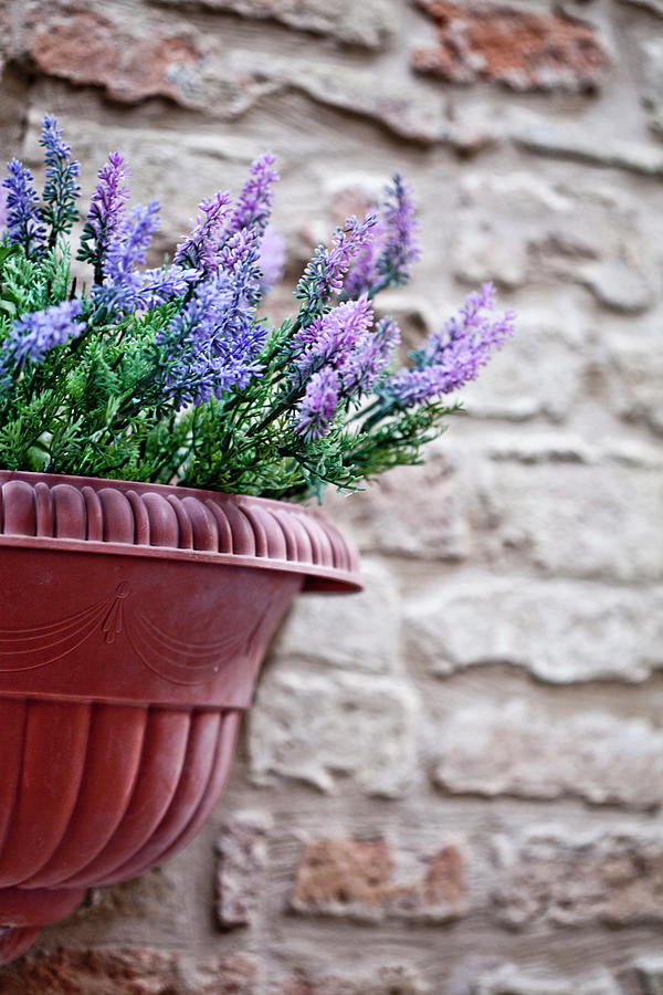 Vintage French Lavender in Rustic Pot Canvas Print 
