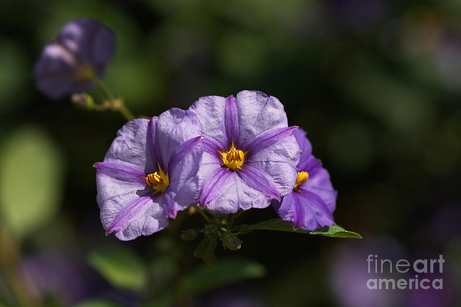 Nature Photograph - Flower-potato Vine-purple by Joy Watson