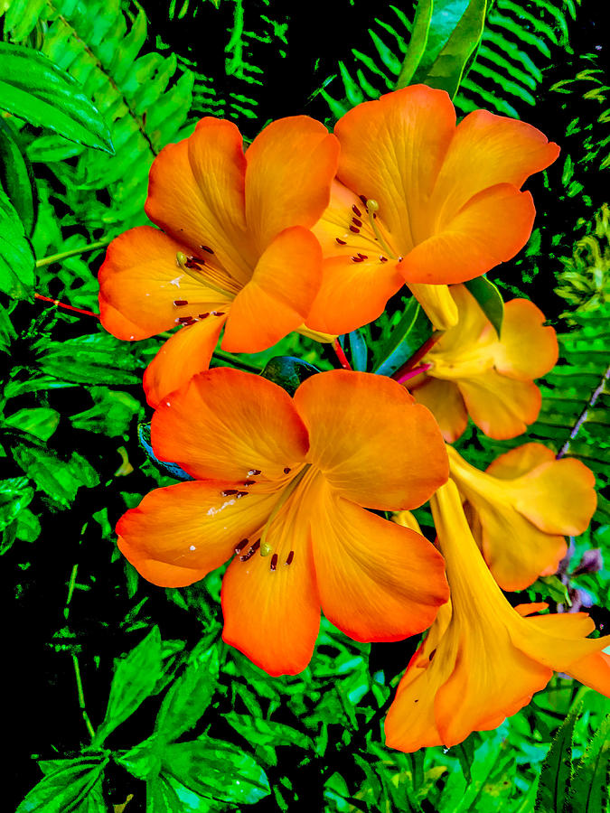 Flower Power Aloha  Photograph by Joalene Young