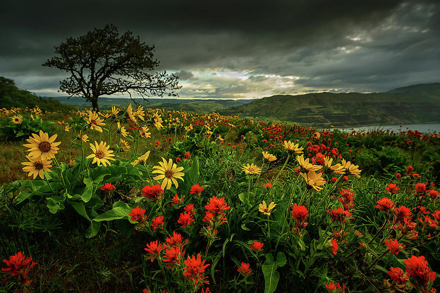 Landscape Photograph - Flower Power by Dan Mihai